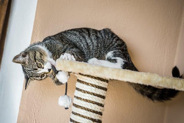 A cat playing with his scratching post.