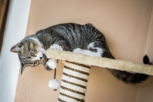 A cat playing with his scratching post. 