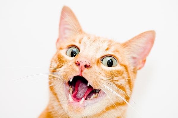 A ginger cat with large, wide eyes.