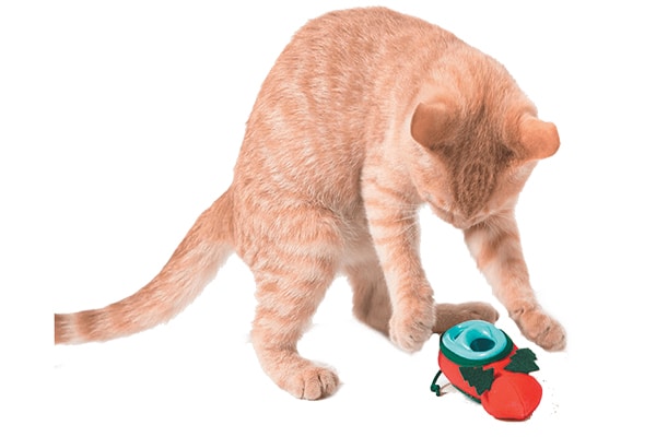 A cat with the Indoor Cat Feeder.