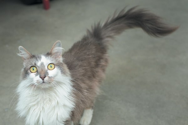 A gray cat with a whipping tail. 