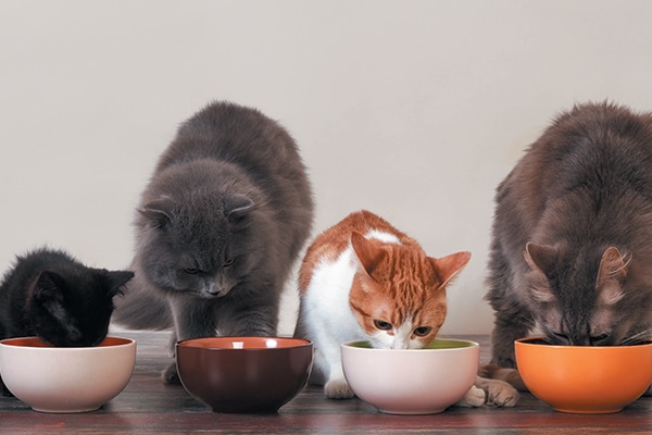 A group or a bunch of cats eating out of food bowls.