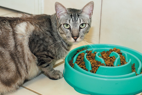 The Wet Cat Food Vs Dry Cat Food Debate Catster,African Bullfrog Eating