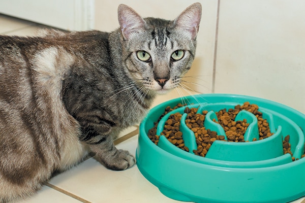 A hungry cat with a puzzle feeder.