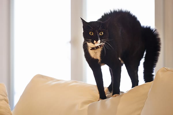 A scared or surprised cat with his back arched and eyes wide.