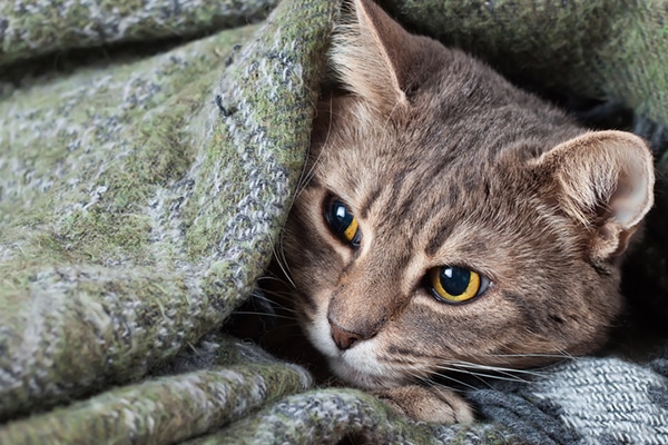 A sick gray cat curled up in a blanket.