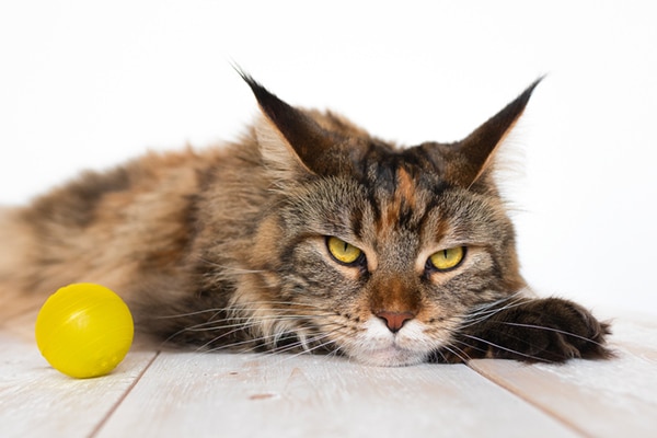 An annoyed cat or angry cat with a ball toy.