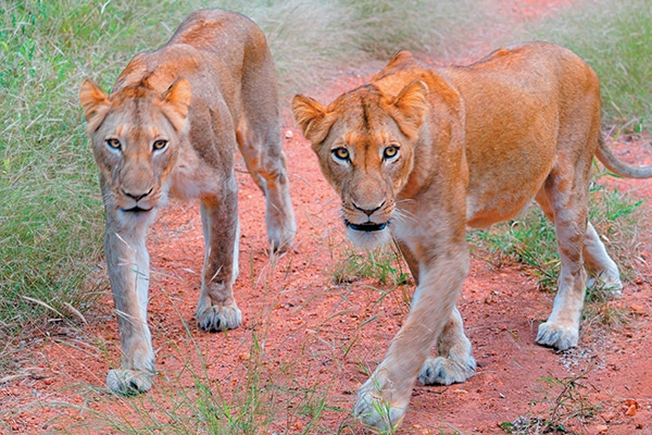 Lions in the wild.