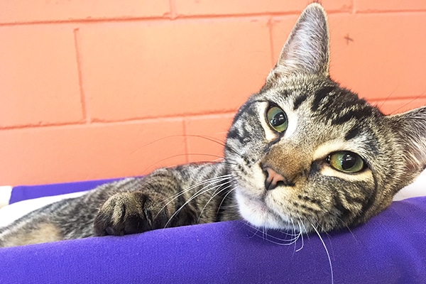 mackerel tabby kitten