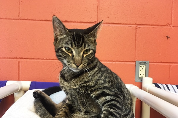 mackerel tabby kitten