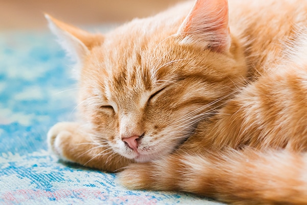 ginger and white tabby cat