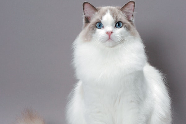A Ragdoll cat.