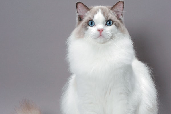 russian ragdoll kitten