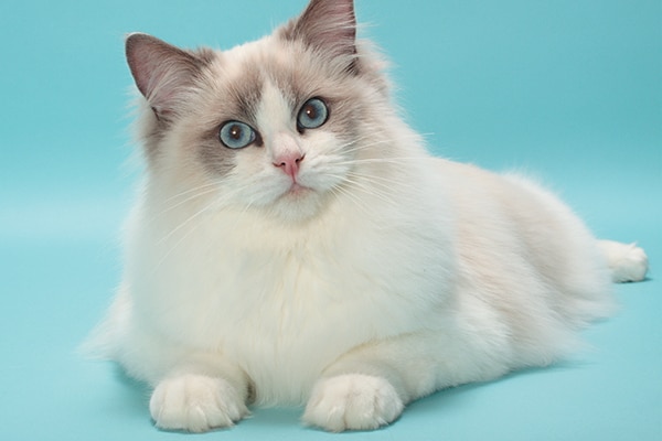 ragdoll similar breeds