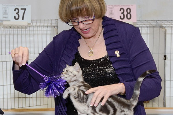 Saintly City Cat Show.