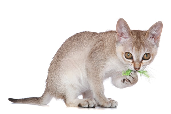 A Singapura cat with a toy.