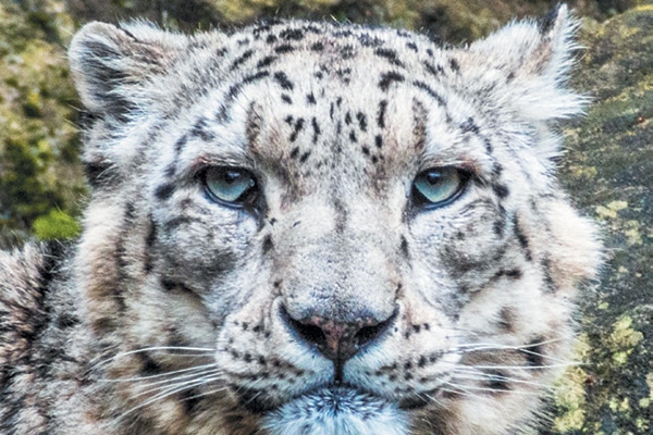 Snow leopards.