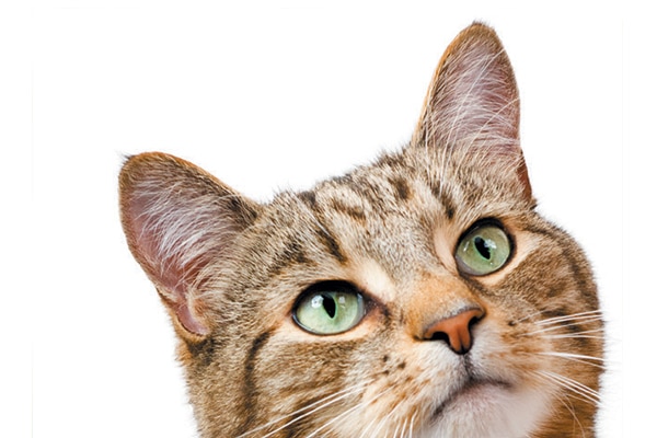 A tabby cat looking up.