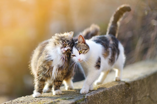 Dos gatos frotándose entre sí al aire libre.