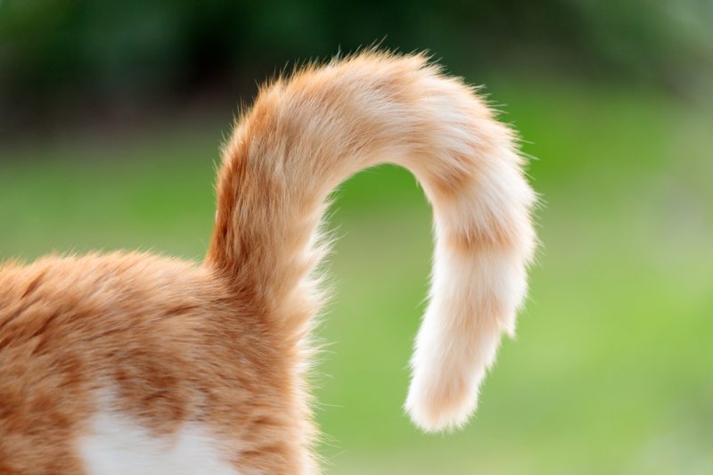 curled cat's tail close up