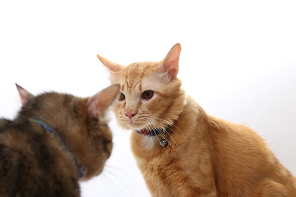 Two aggressive cats staring each other down.