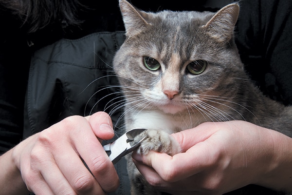 Senior Cat Grooming — What to Know and What to Do - Catster