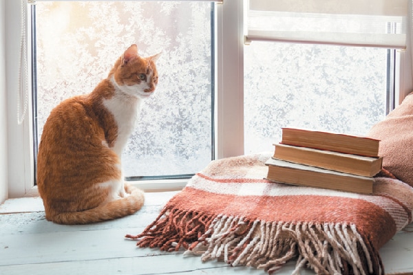 A cat looking out a window near books, a blanket, etc.