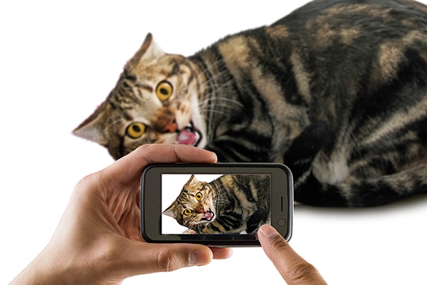 A cat recorded on a smartphone.