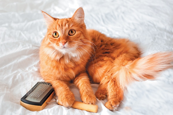 A ginger cat with a hairbrush.