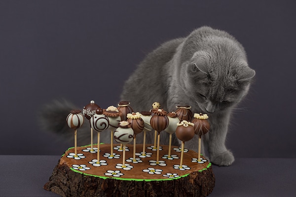 A gray cat smelling a chocolate arrangement.