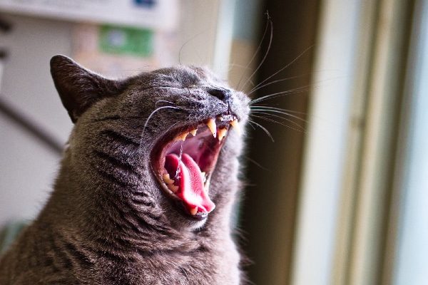 A gray cat yawning and showing his teeth.