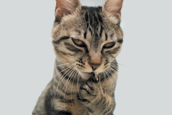 Eine verstohlene oder schlau aussehende Katze, die ihre Pfote ausstreckt.