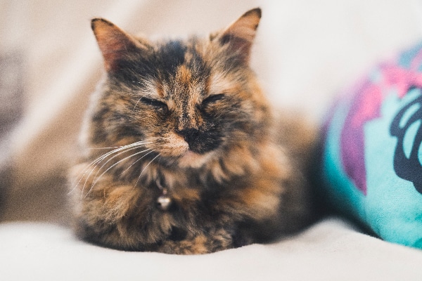 A tortoiseshell cat sleeping and relaxing.