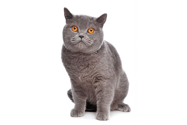 Flat-faced British Shorthair.