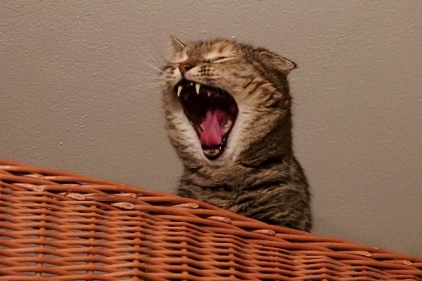 Brown tabby cat showing teeth.
