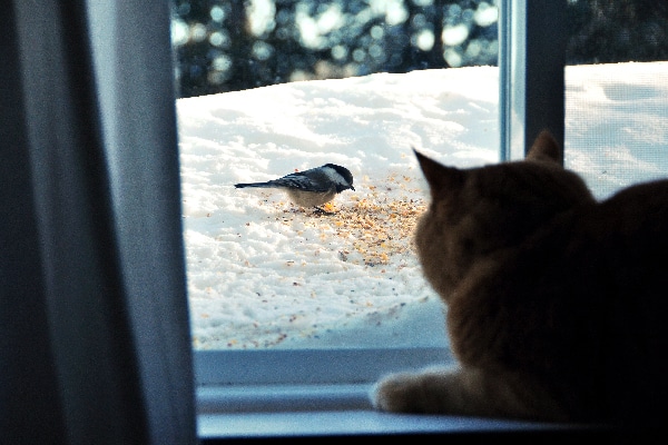 Cat looking out a window at birds and birdseed.