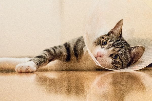 Cat with an e-collar on after surgery.