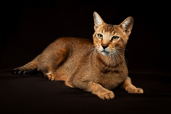 Chausie.