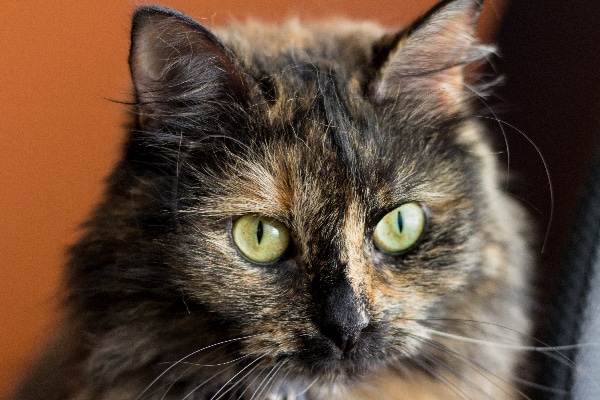 female tortoiseshell cat