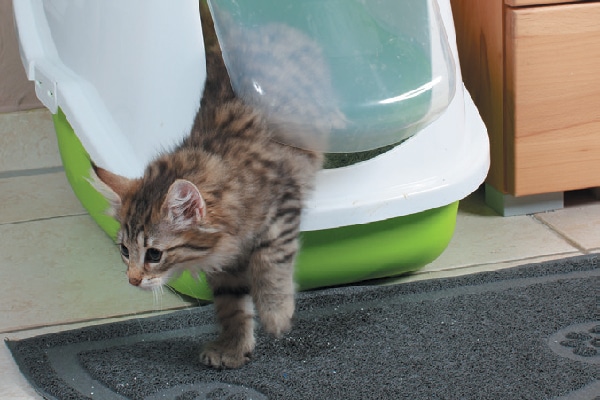 Cute kitten coming out of an enclosed litter box.