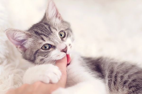 A cute gray tabby kitten biting a finger.