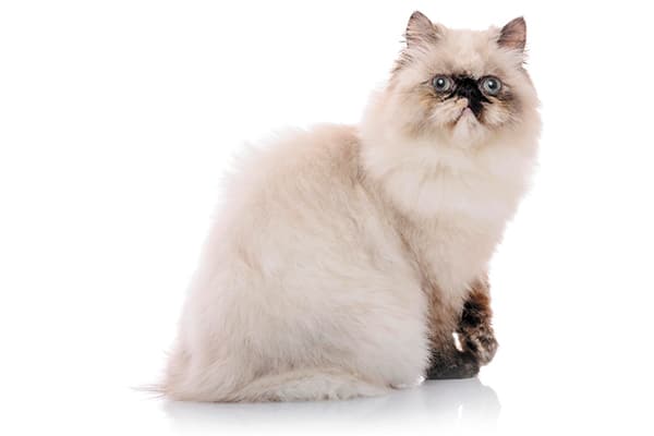 Himalayans are a flat-faced cat breed.