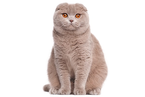 Flat-faced Scottish Fold cat.