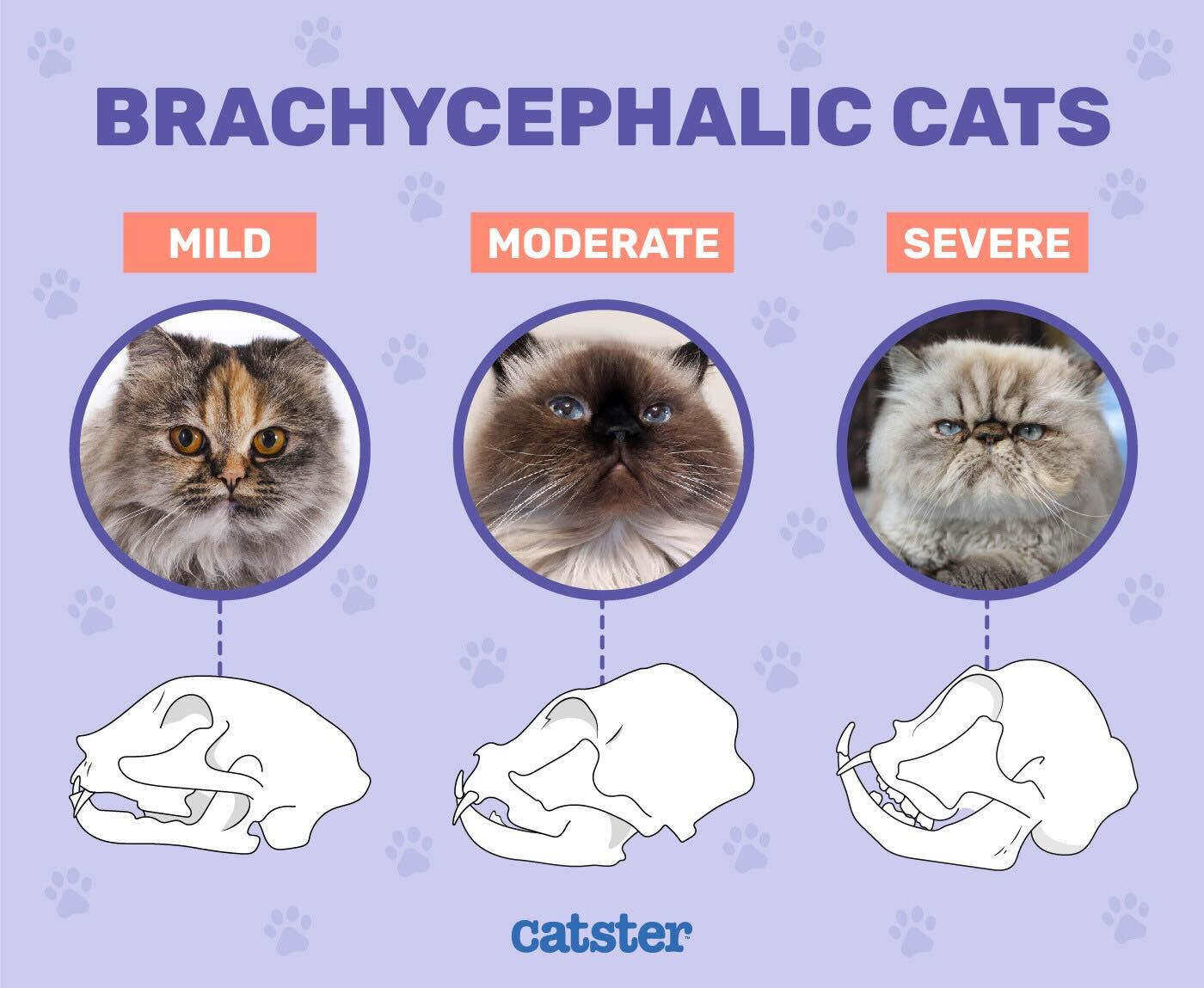Brachycephalic cats