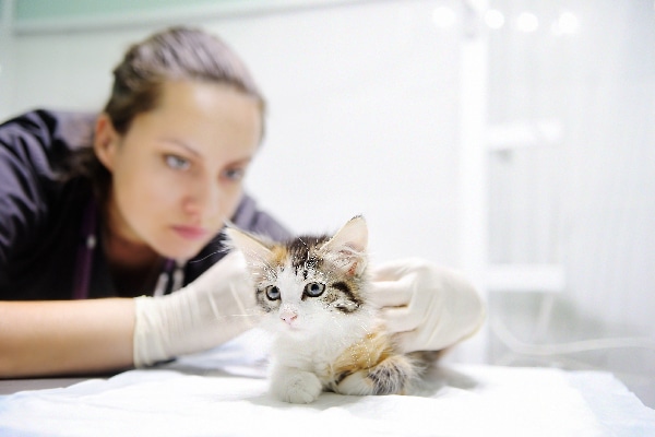 A kitten at the vet.