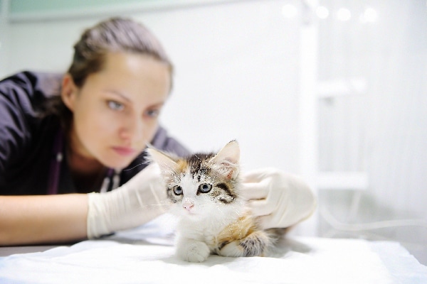 where do newborn kittens go to the bathroom