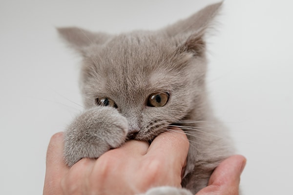 A gray kitten bites a hand. 