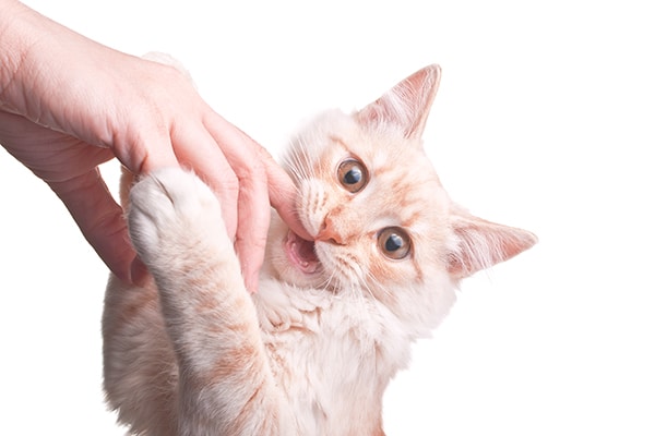 A ginger orange tabby cat biting a hand. 