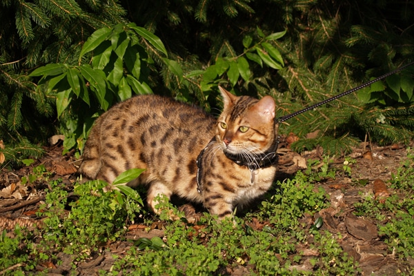 Savannah cat on a leash.