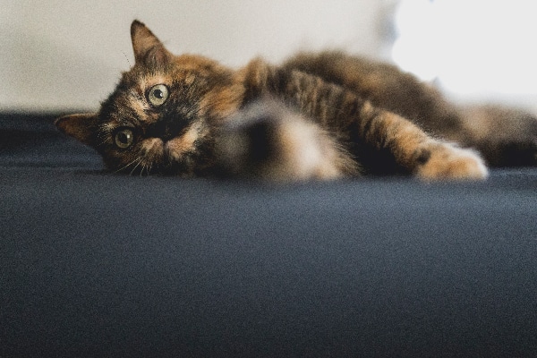 Tortoiseshell cats are known for having tortitude.